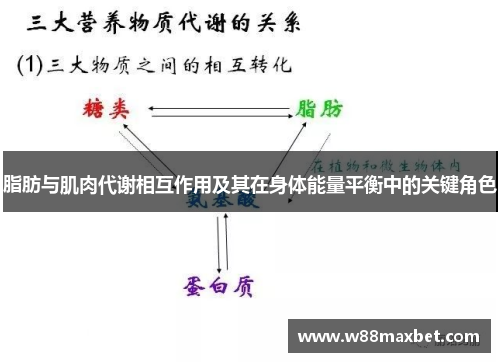脂肪与肌肉代谢相互作用及其在身体能量平衡中的关键角色
